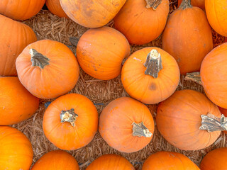 Large piles scattering of small pumpkins and gourds at a pumpkin patch in October for a Fall Festival