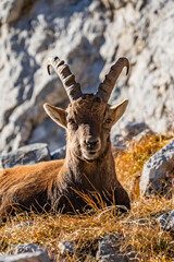 Hochschwab Gipfel - Gebiet - Hochsteiermark - Steiermark - Alpen - Steinbock
