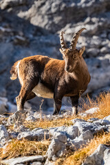 Hochschwab Gipfel - Gebiet - Hochsteiermark - Steiermark - Alpen - Steinbock