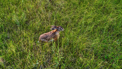 Brown hare sitting in the grass in a meadow in summer, Aerial photography with a quadcopter of wild animals in their natural habitat