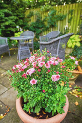 Garden, home and flowers in pot plant for landscaping with spring growth, blooming season and ecology. Floral design, plants and eco friendly backyard for sustainability, gardening and environment