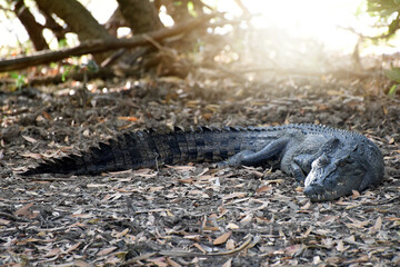 A ferocious Saltwater Crocodile (Crocodylus porosus) in Kakadu National Park, Northern Territory,...