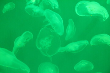 Fototapeta premium White jellyfish in green aquarium water with beautiful lighting