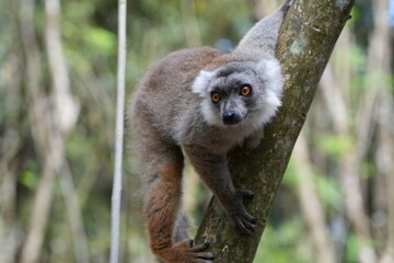 cute lemur climbing a tree on madagascar