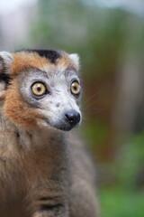 portrait of a crowned lemur in madagascar