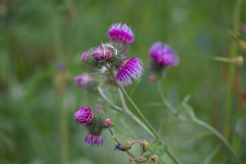 Close-up of vibrant purple thistle flowers in a natural meadow.