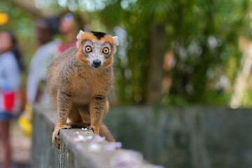 cute crowned lemur on a garden wall looking surprised against bokeh © Tanja