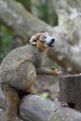 crowned lemur (eulemur coronatus) or kronenmaki in its natural environment