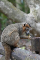 crowned lemur (eulemur coronatus) or kronenmaki in its natural environment