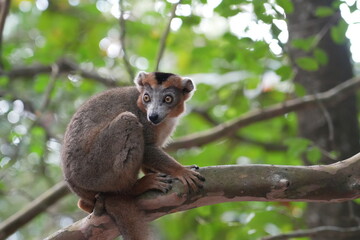 crowned lemur (eulemur coronatus) or kronenmaki in its natural environment