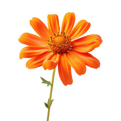 orange flower isolated on a white transparent background