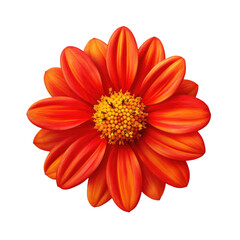 orange flower isolated on a white transparent background