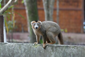 crowned lemur (eulemur coronatus) or kronenmaki in its natural environment