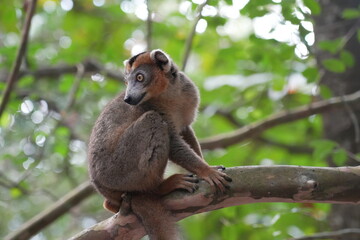 crowned lemur (eulemur coronatus) or kronenmaki in its natural environment