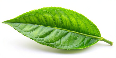Obraz premium A fresh green leaf lies flat against a white surface, highlighting its detailed veins and smooth texture. The leaf is a symbol of nature's beauty and vitality