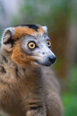 Obraz premium portrait of a crowned lemur in madagascar