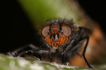 Fly close-up sitting on a house plant. Macro photography