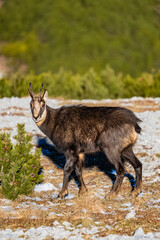 Hochturm  - Hochschwab Gebiet - Gams