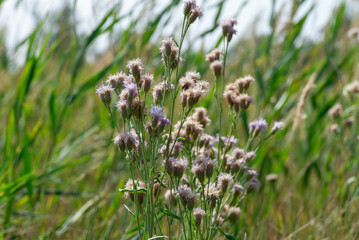 Purple flower vernonia growth and blossom in autumn on meadow. Wildflower of the asteraceae family...
