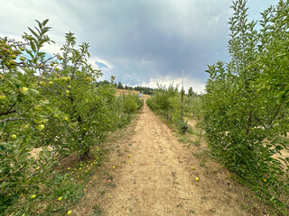 Apple orchard, rows of apple trees full of fruit ready for picking, Julian, South California. USA