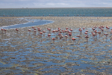 Fototapeta premium Exposure of a flamingo flock in the salt pans of Walvis Bay, Namibia, Africa