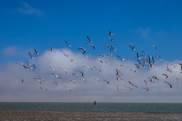 Exposure of a flamingo flock in the salt pans of Walvis Bay, Namibia, Africa