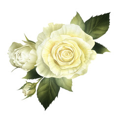 Fototapeta premium White roses watercolor isolated illustration. Wedding bouquet with flowers and buds for wedding invitation. Floral funeral clip art in realistic style for catholic designs and save the date cards