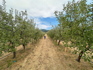 Apple orchard, rows of apple trees full of fruit ready for picking, Julian, South California. USA