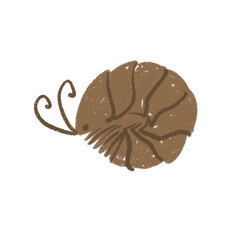 Drawing of isopoda (pillbug, woodlice). Can be used for scientific illustration, educational materials and texts about soil invertebrates. Shows how some isopods can curl into a ball shape
