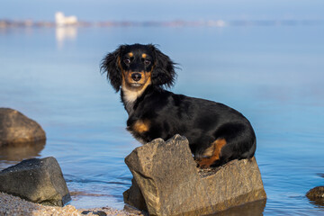 Long-haired dachshund sits on a rock in the sea