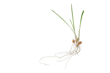 Sprouted wheat for cats isolated on white background Floral leaves nature Spring time Young bush of green leaves Copy space Vitamins and healthy eating