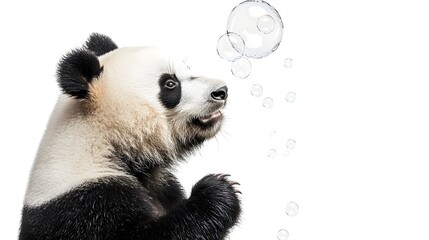 Obraz premium A curious 18-month-old giant panda enjoys a hearty bamboo feast