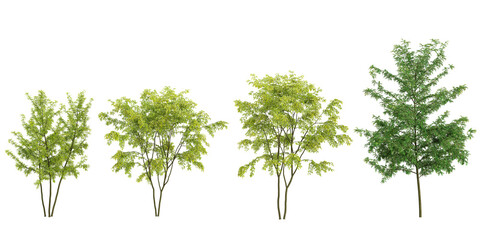Obraz premium 3d rendering of Gleditsia plants on transparent background