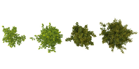 3d rendering of Quercus plants on transparent background from top view