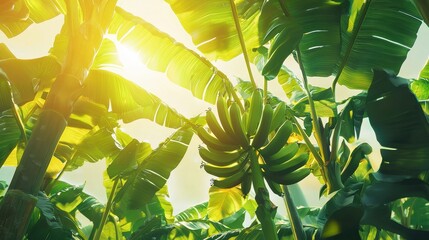 Lush Tropical Scene Featuring Green Bananas Growing Among Vibrant Banana Leaves Under Bright Sunlight in a Tropical Environment