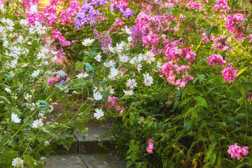 Pink, nature or garden with flowers in natural environment, botanical ecology or blooming plants. House backyard, blossom or countryside botany in ecosystem, home or outdoor meadow for floral growth