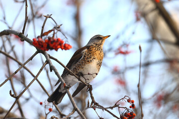 Thrush eats rowan in winter forest.