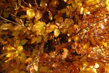 Buchenblätter im Herbstlicht