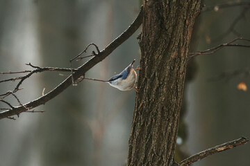 Tit in the winter forest.