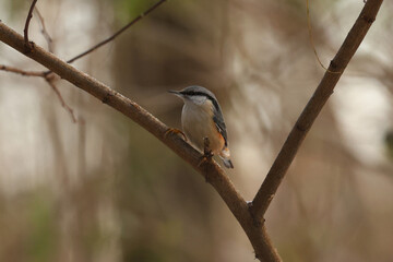 Tit in the winter forest.