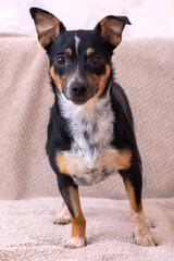 A small dog, with black and brown fur, is standing on top of a couch
