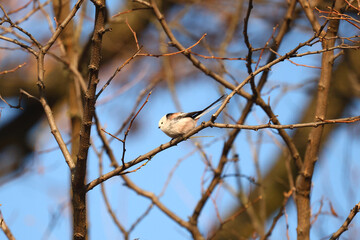 Tit in the winter forest.