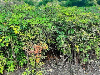 Bushes in the garden