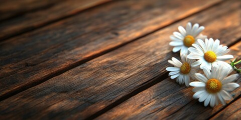 Obraz premium white daisies placed diagonally on brown wooden planks rustic texture studio lighting with soft shadows nature-inspired minimalistic design