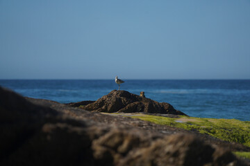 Eastern Willet Bird on the rocks