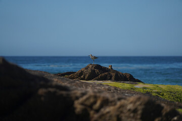 Eastern Willet Bird on the rocks
