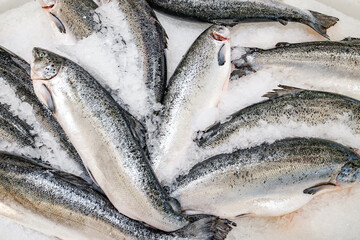 fresh raw whole salmon chilled on ice