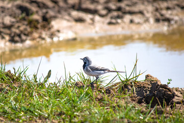 White wagtail (Motacilla alba) next to the pond. White wagtail resting during migration. Bird, animal idea concept. Ornithology. 