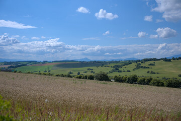 Obraz premium Wheat field with rolling hills and scattered trees in the distance under a bright blue sky.