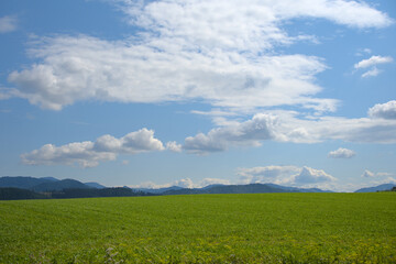 Fototapeta premium Vibrant green field with distant mountains under a bright sky with fluffy white clouds.